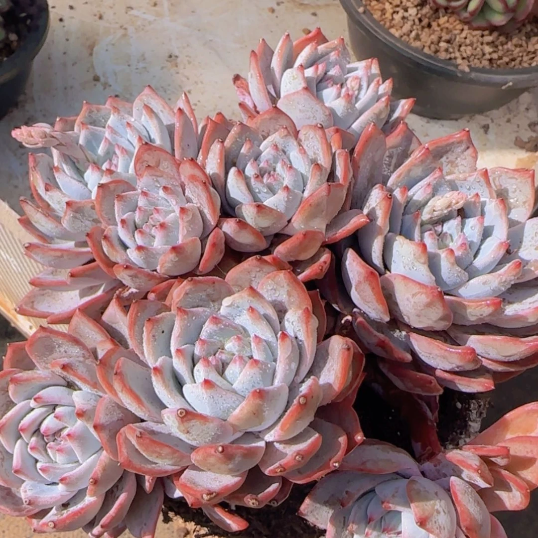 【闪购商品】大群粉蓝鸟