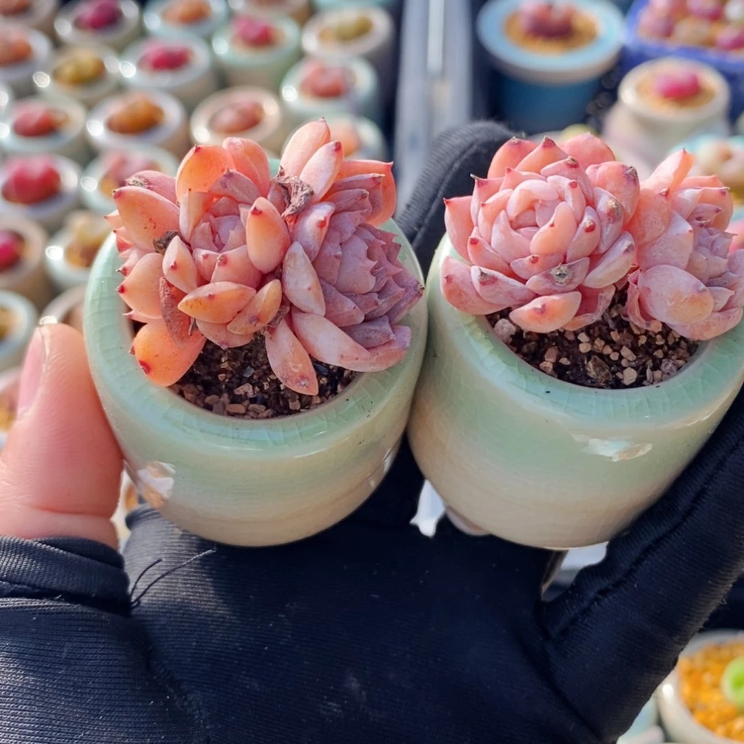 5320--一物一拍 带盆