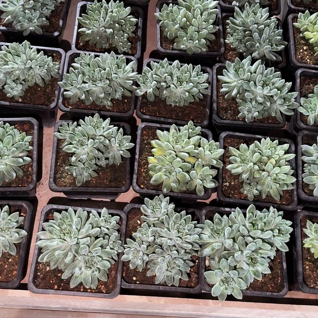 雅***鱼寄养在一个小村庄里长大