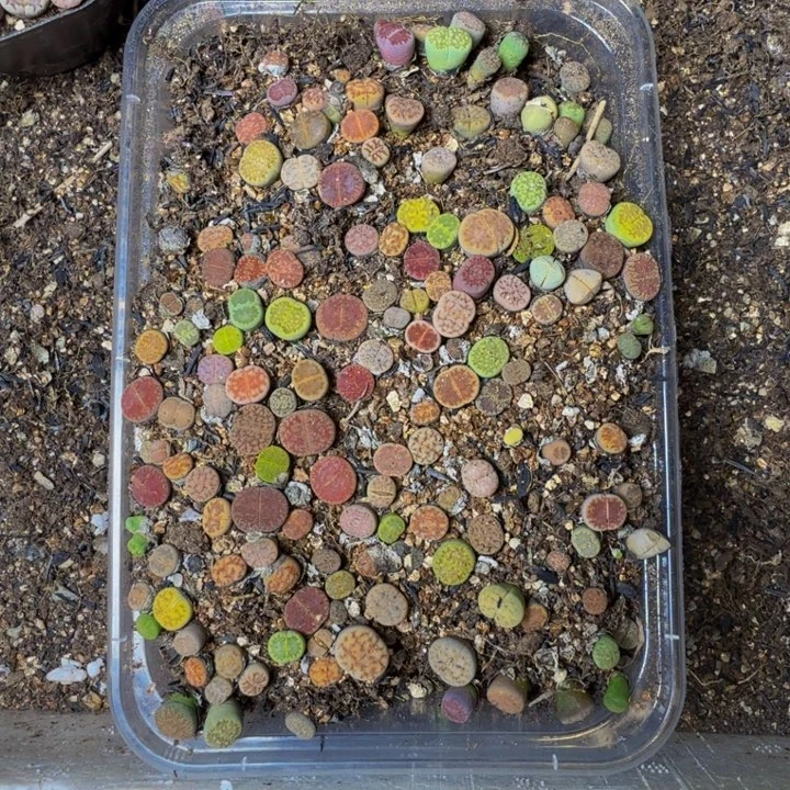 秋***°多肉植物的生长发育102