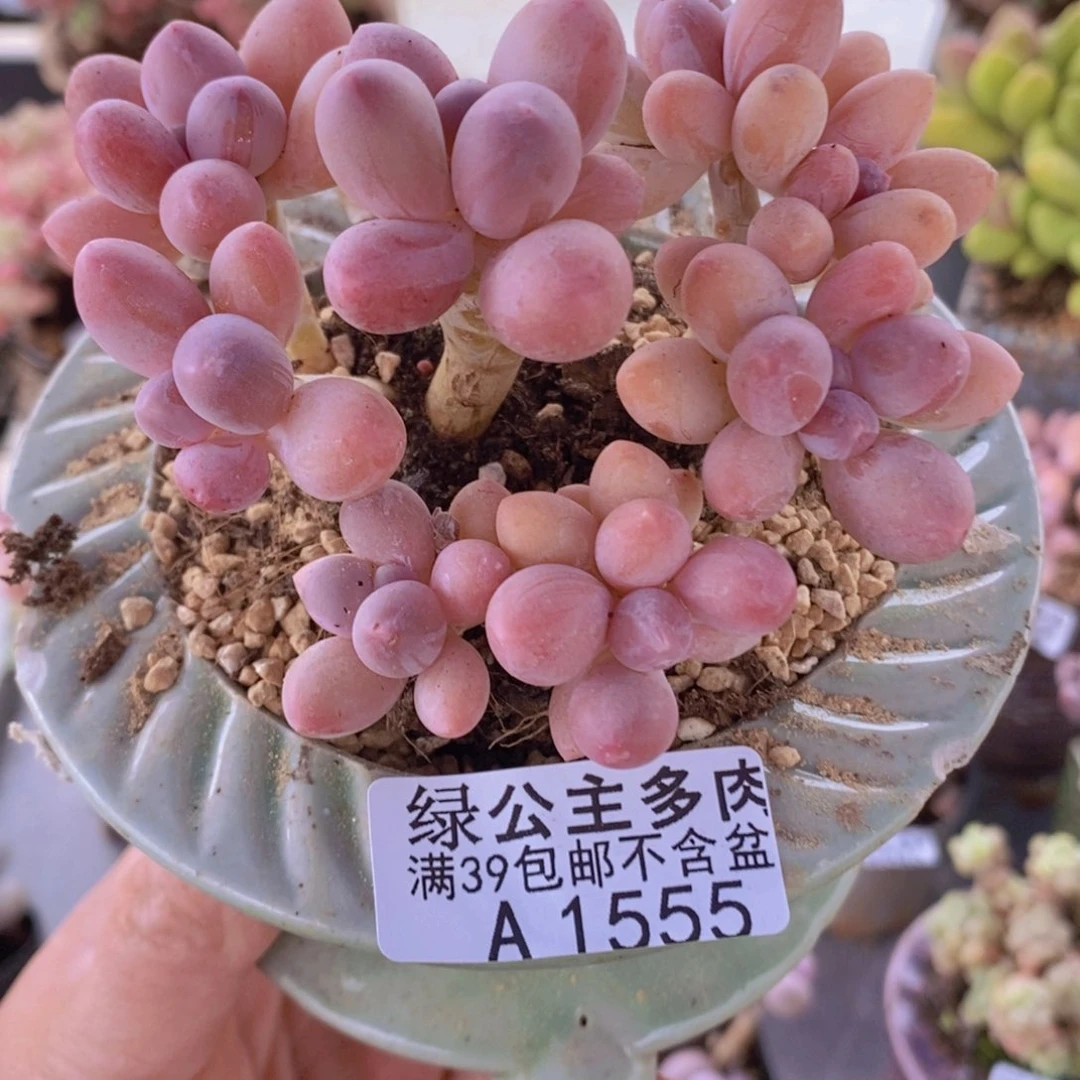 香水手指奶老桩9cm1555多肉植物