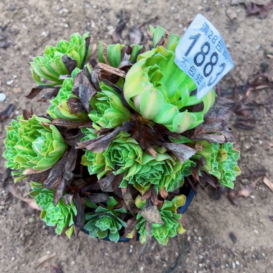 知否多肉植物法师1883