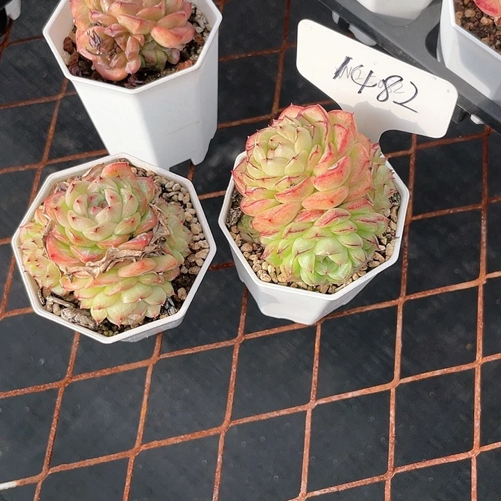 薇薇安园艺多肉1482