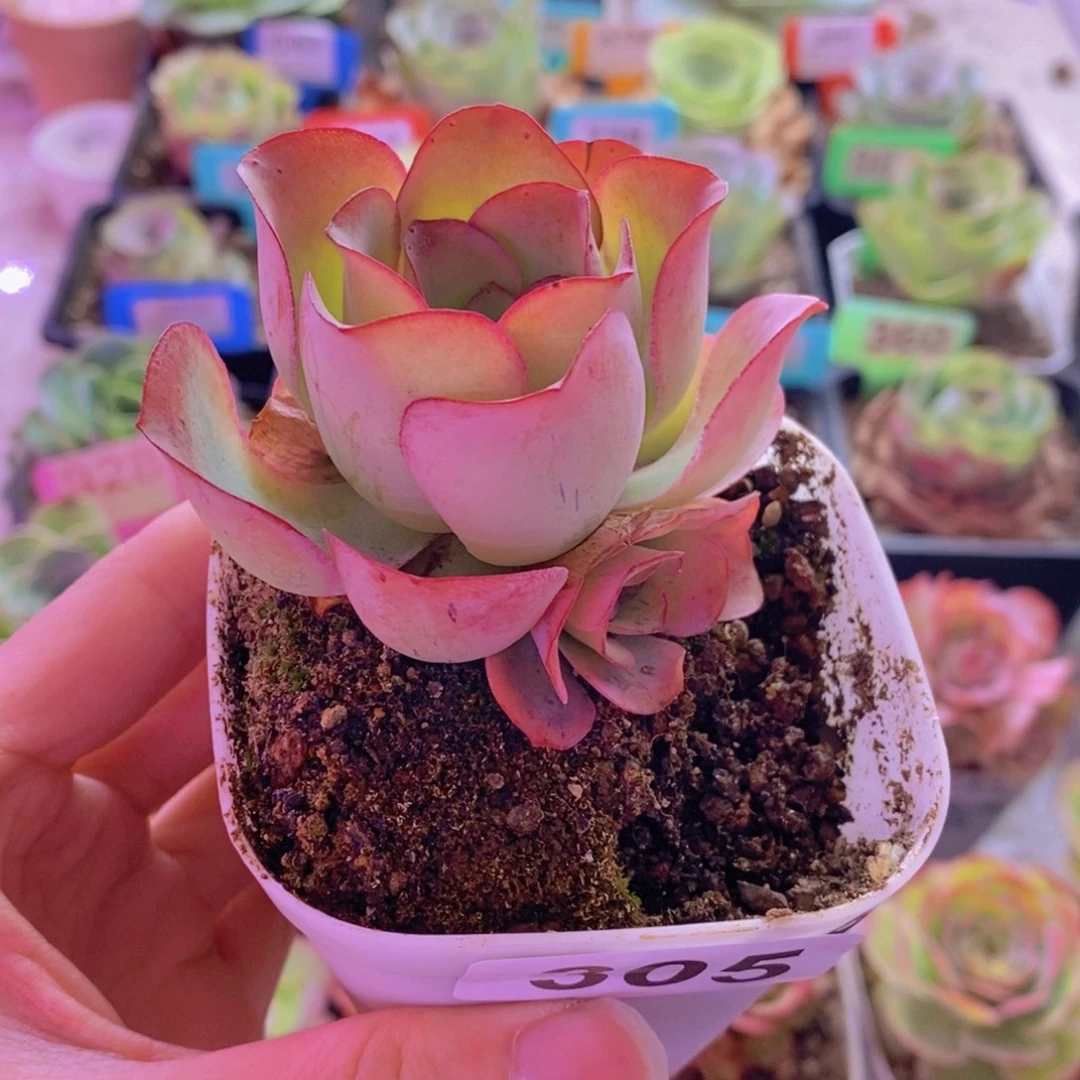 @****山地玫瑰一物一拍305