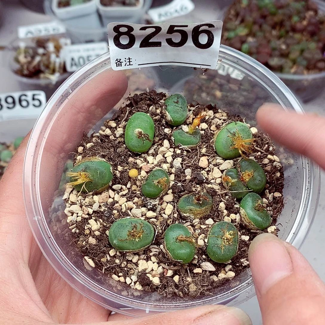8256啦啦啦啦啦啦开心