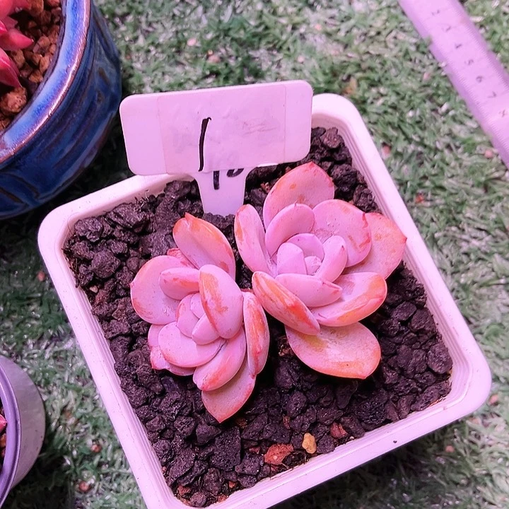 我是第一百个为妖刀应援滴打