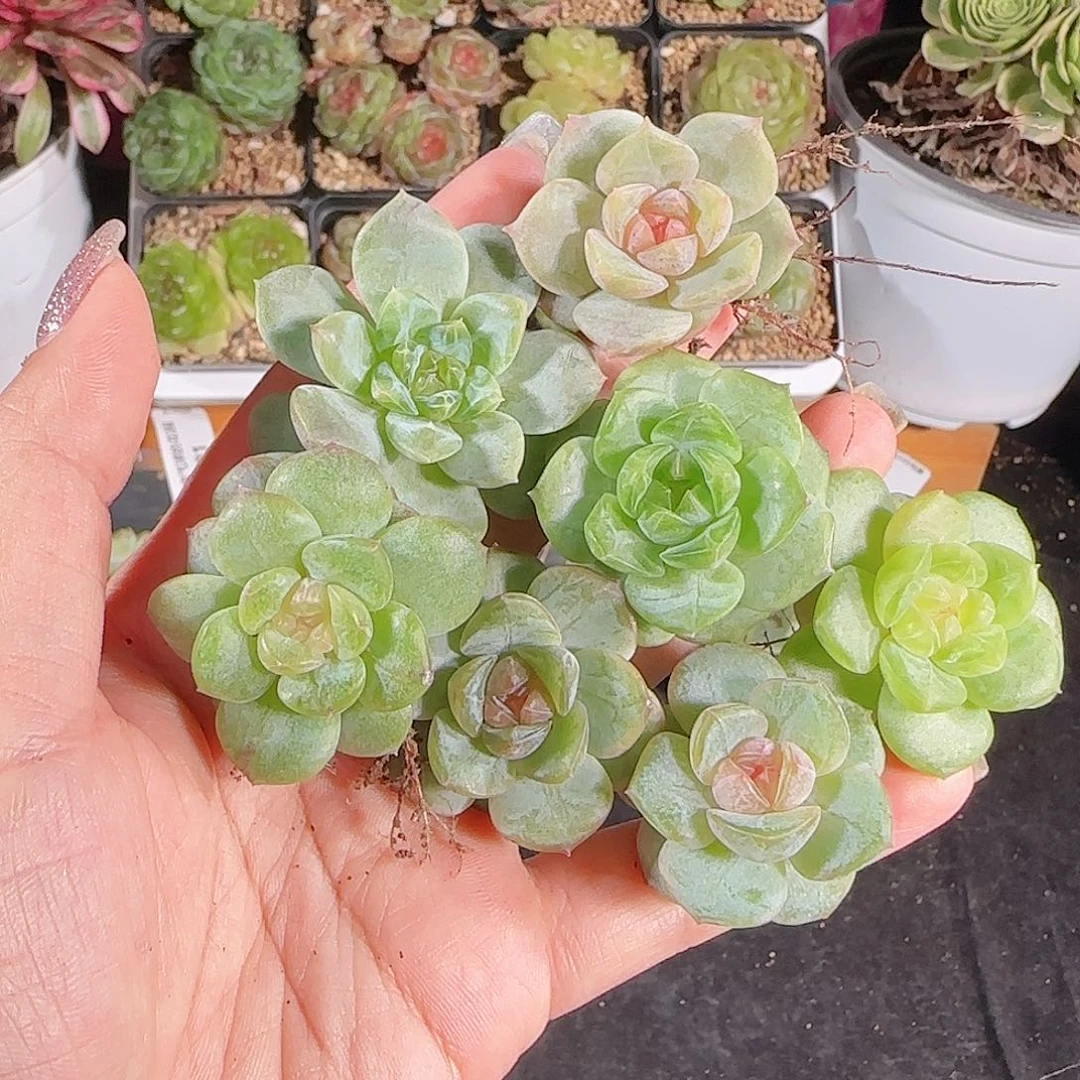 0621--,-4糖心珍妮