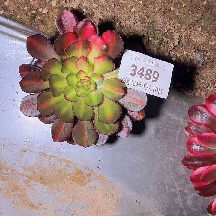 超****沂3489花蝴蝶多肉植物