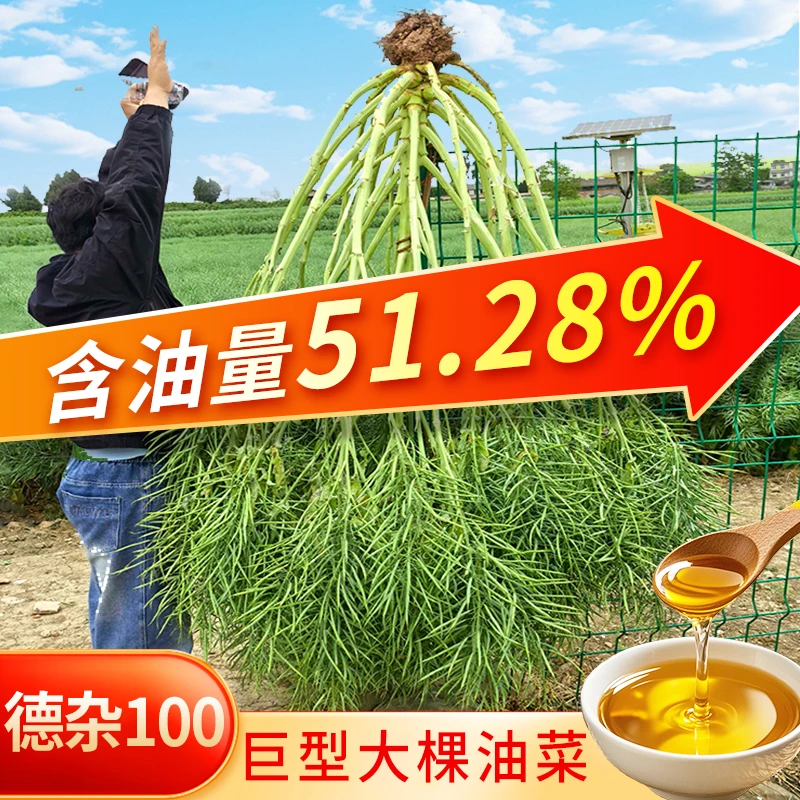 【送硼肥】德杂100高产油菜种子90g籽粒饱满出油率高结荚密抗倒伏