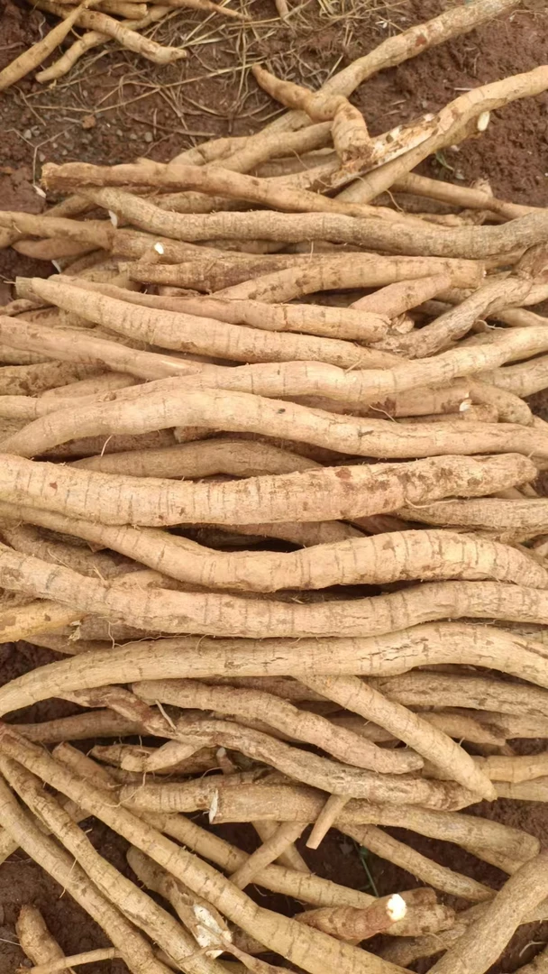 牛大力新鲜包邮蒜煲汤泡酒金钟根中材