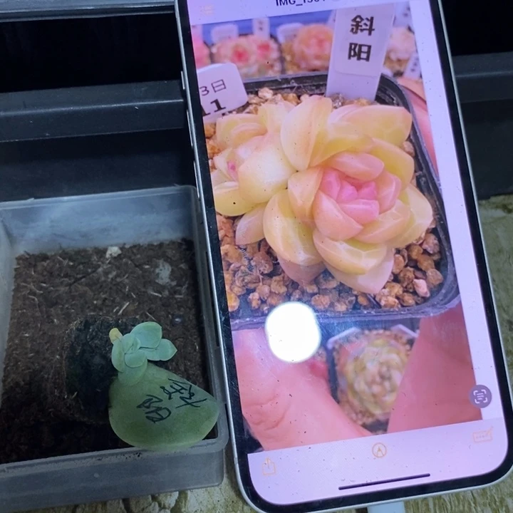 穴盘斜阳芽苗一个多肉