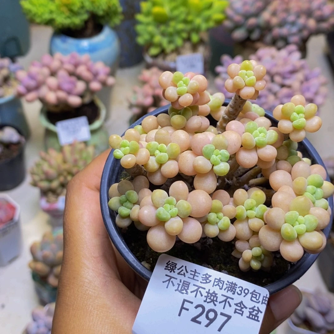297花朵鱼子酱多肉7cm