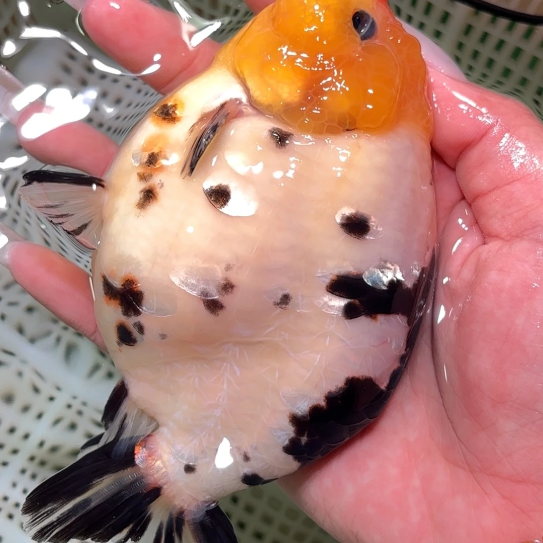 荷***园金鱼拍包装包邮，不拍包装运费到付