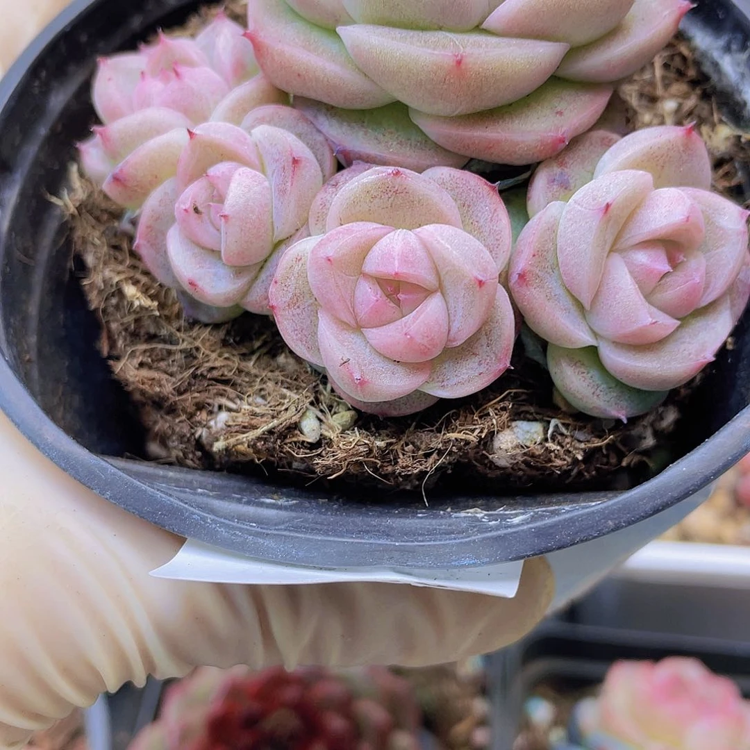 饼**哥00000000000102一物一拍