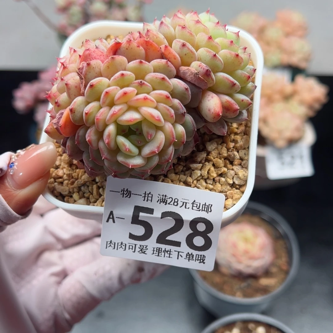 白胖子多肉多肉多肉多肉