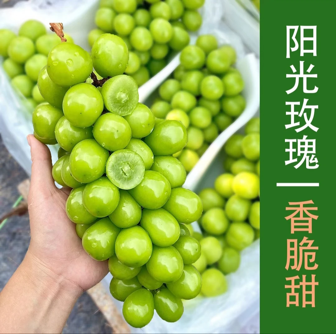 【顺丰冷链】正宗云南阳光玫瑰现摘现发青提脆甜无籽大果晴王葡萄