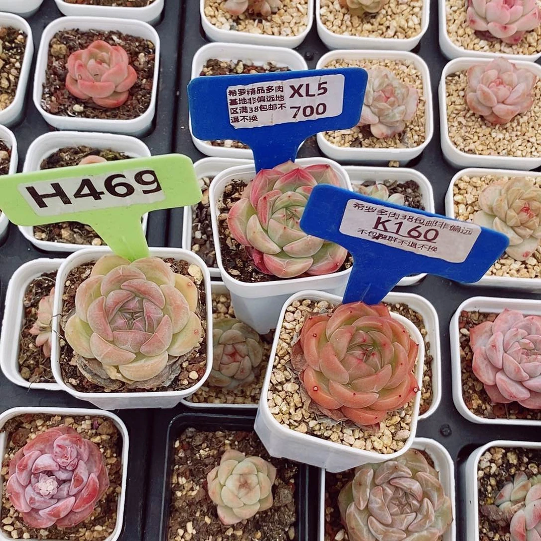 菡**凉3颗3-4cm多肉植物