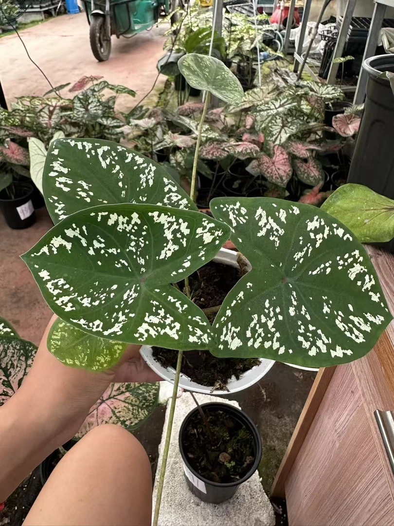 花都优选 彩叶芋（梦幻）