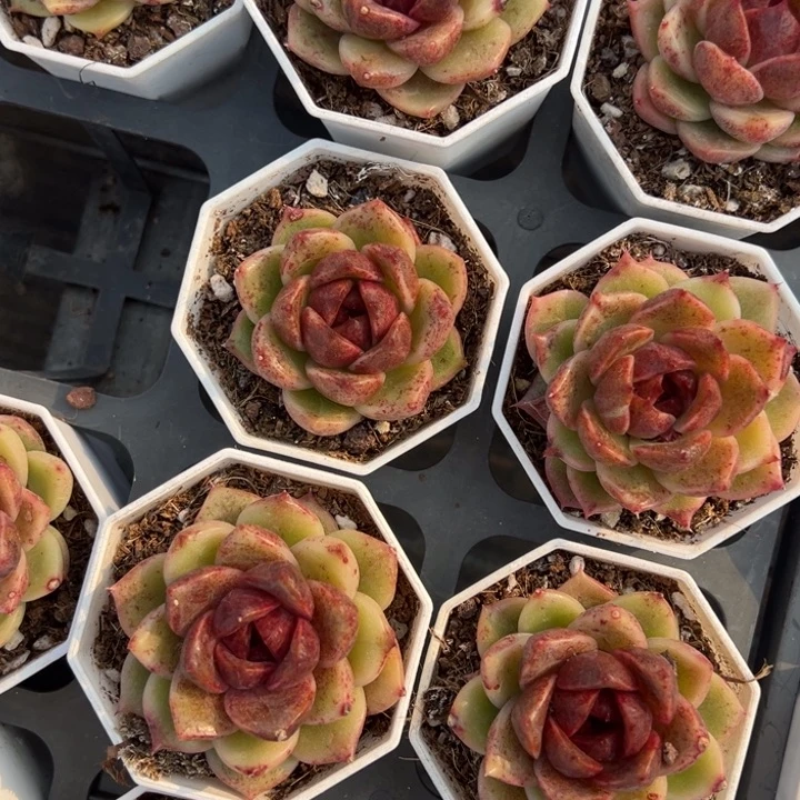 暗夜玫瑰一颗量拍多肉满20包邮下午发