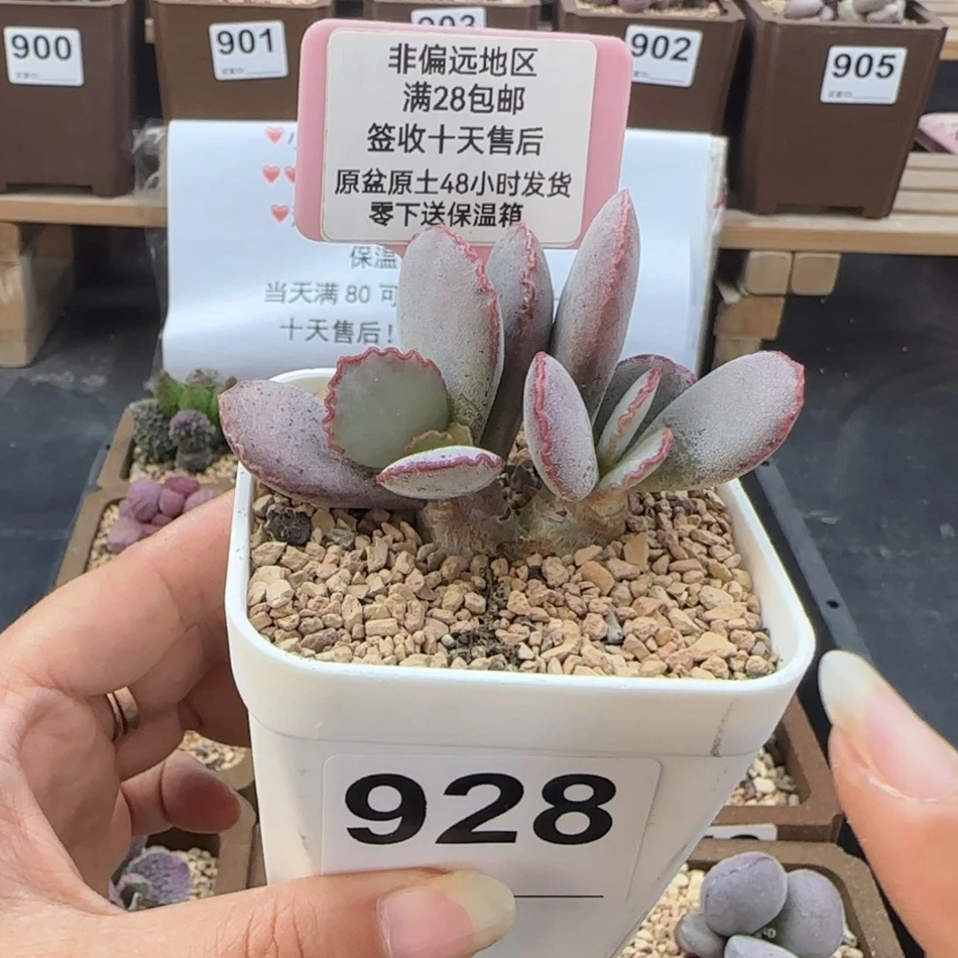 图*朵928白安泽爱掉叶多肉植物
