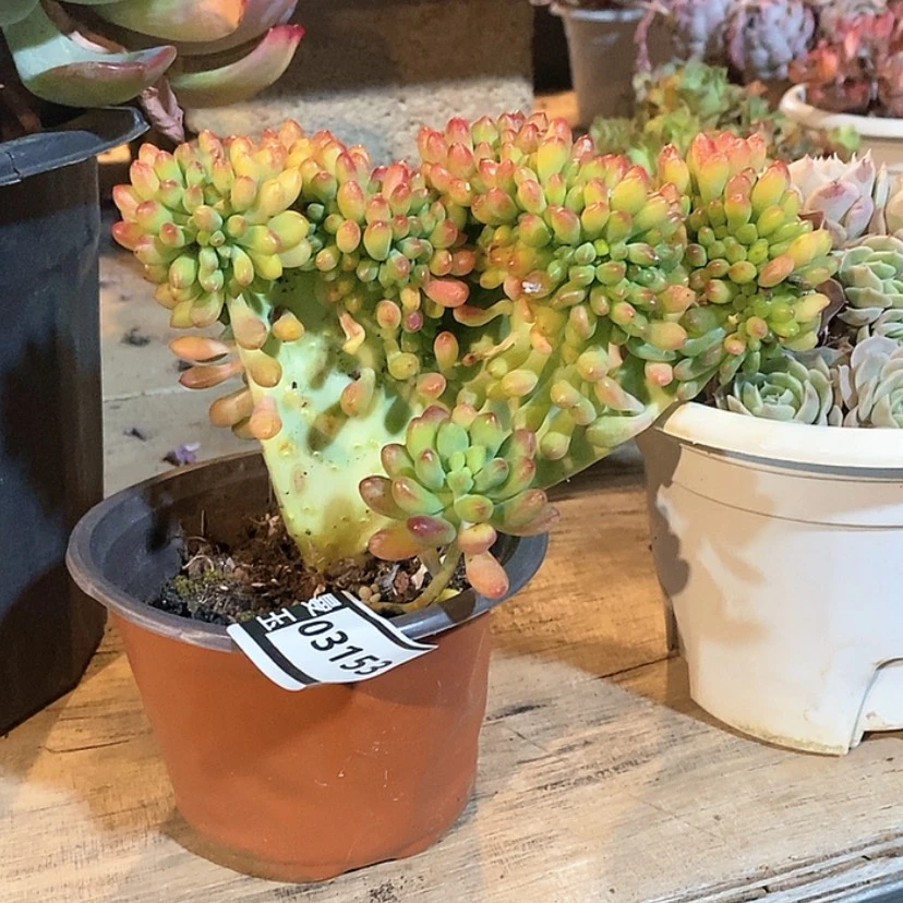 【闪购商品】蓝*柠檬手指缀03153