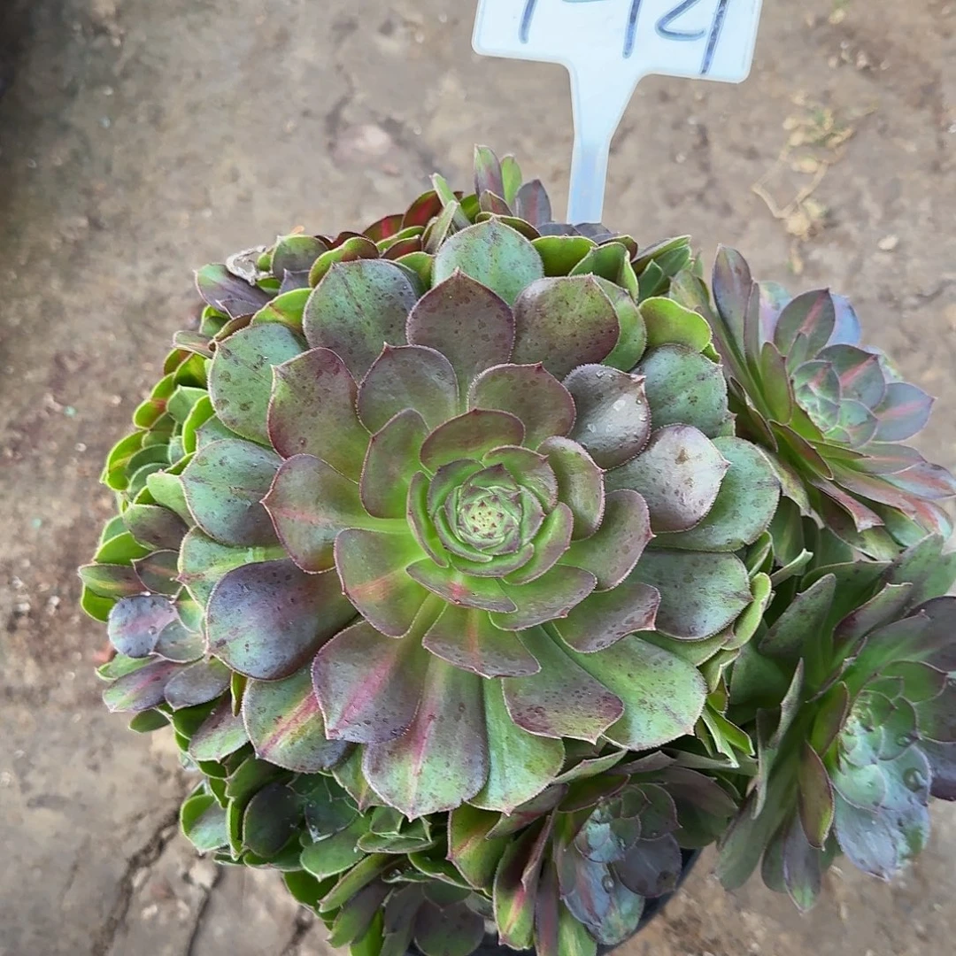 4-121万圣节多肉法师多肉