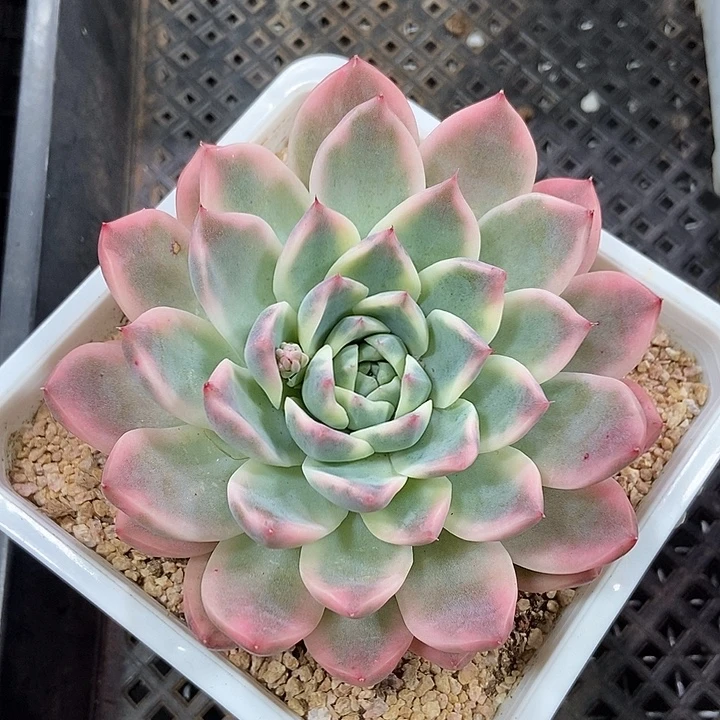 阿尔巴佳人锦多肉植物