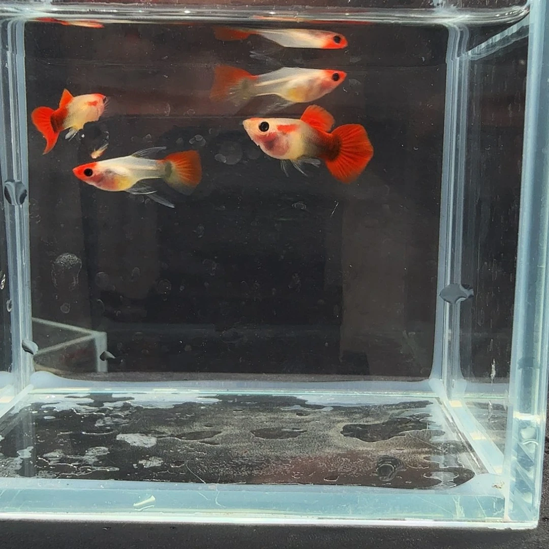 孔雀鱼红头玻璃猫大C两对