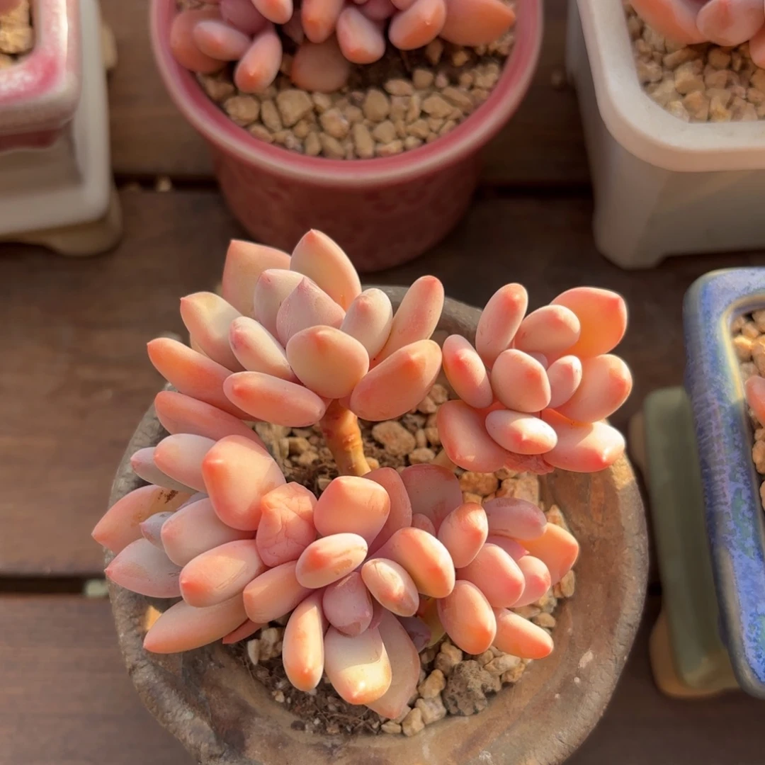 无花朵珍舞奶小老桩