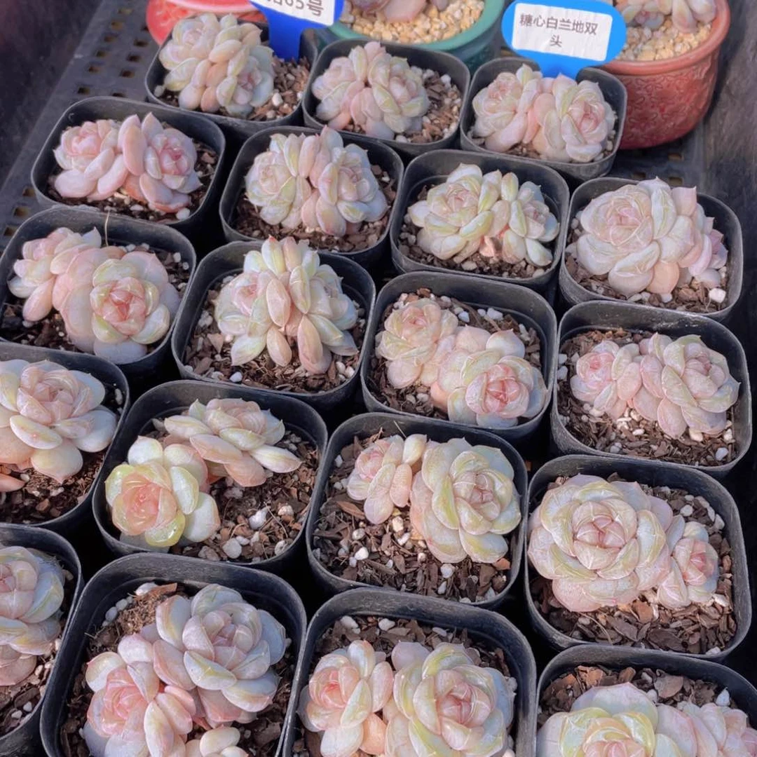 量拍65号 糖心白兰地双头一个