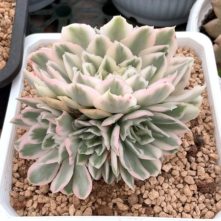 紫蝴蝶锦群生一物一拍