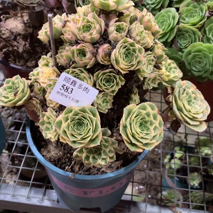 583迈巴赫多肉植物特价