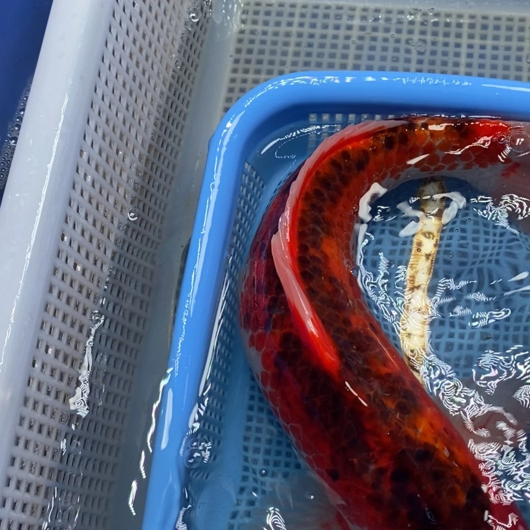 锦鲤冷水锦鲤包邮