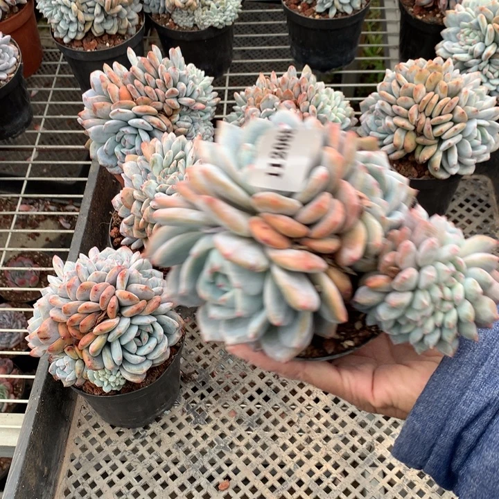 天***久112068嗯嗯嗯嗯嗯嗯嗯嗯