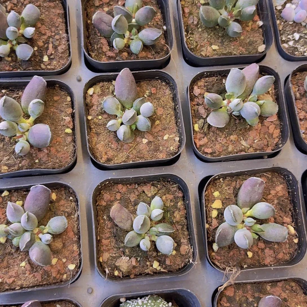 异技海豹一颗量拍双群发货