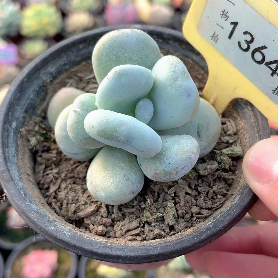 油煎丸子1364号多肉