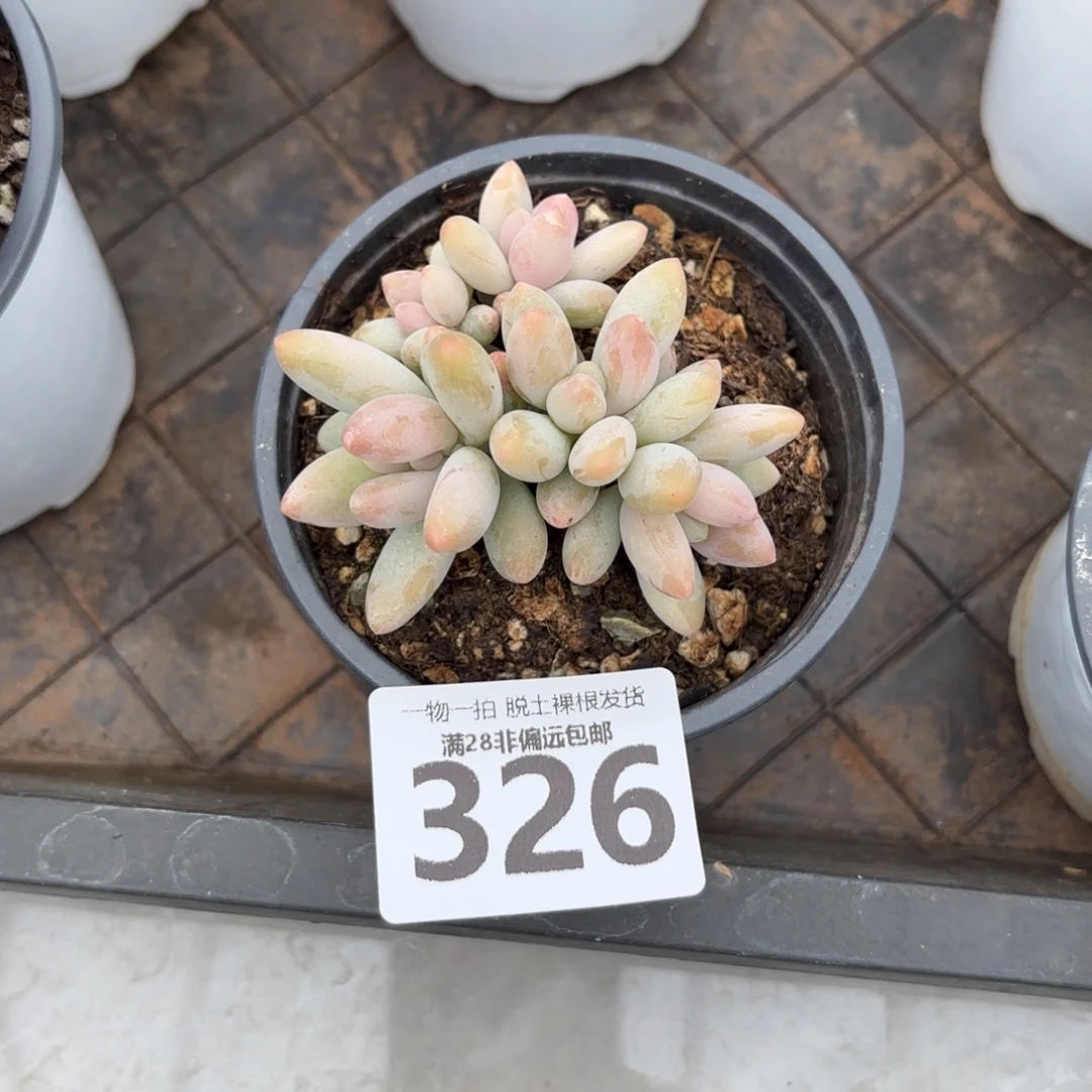 白兰地无盆土发货