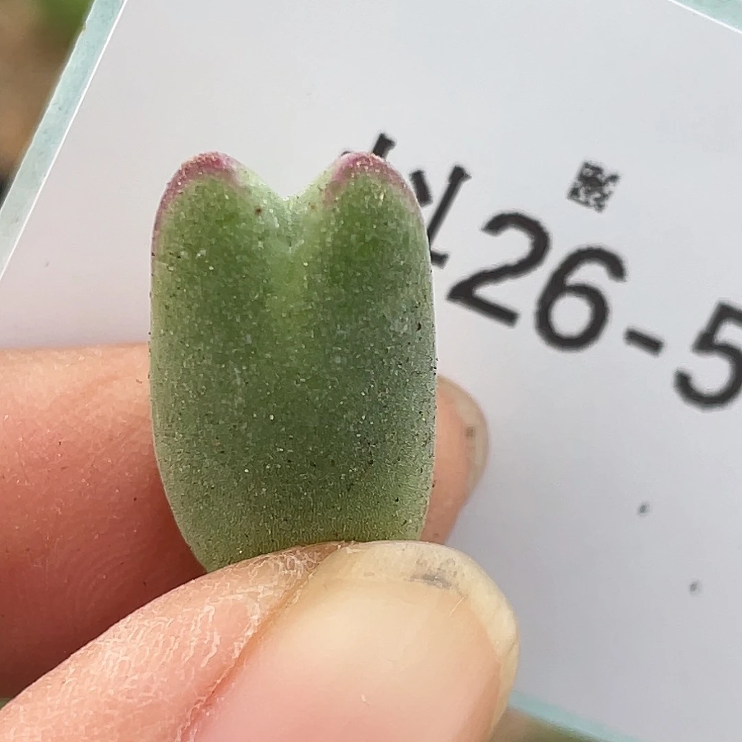 26-5比卡丘多肉植物
