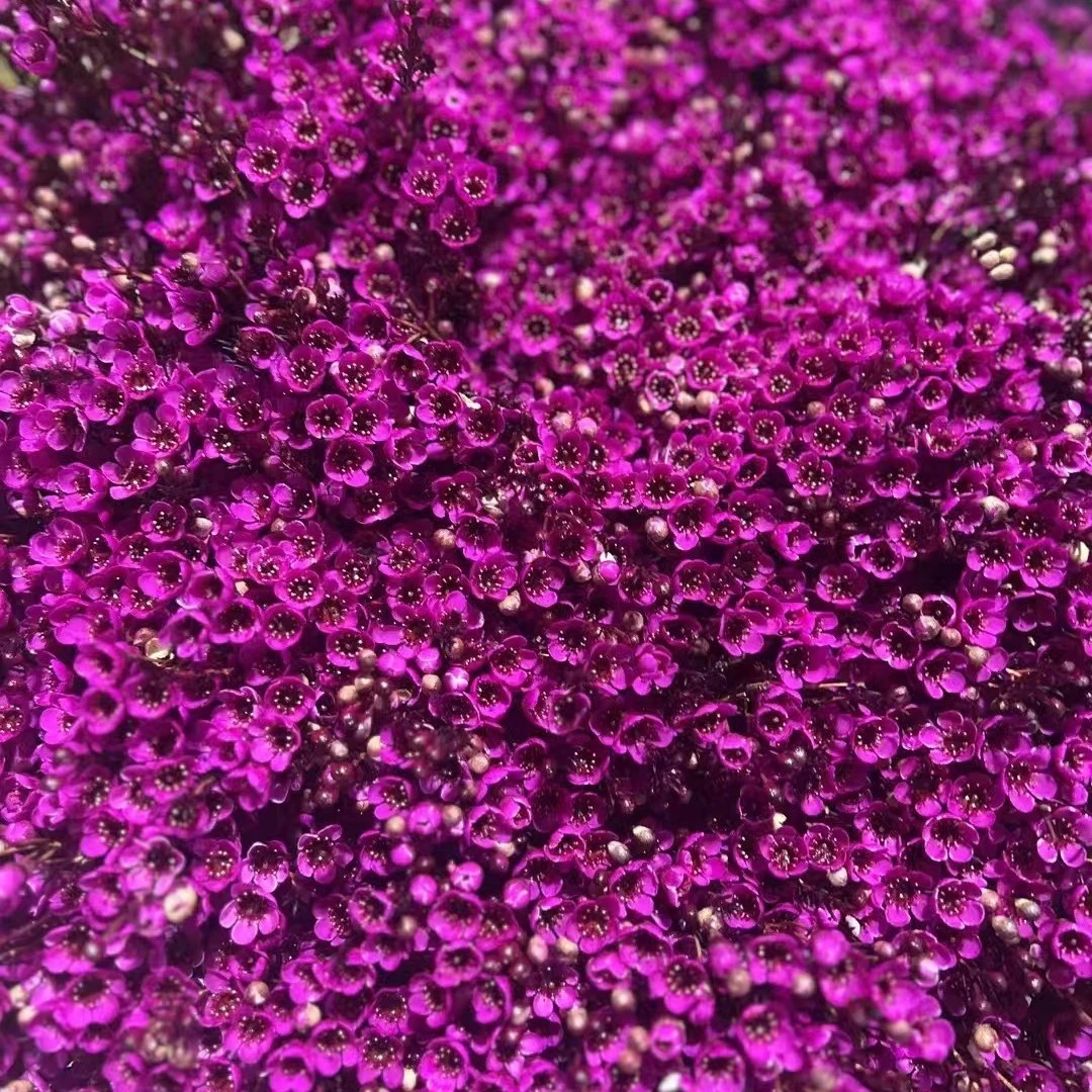 澳洲腊梅鲜花鲜枝真花年宵花卉室内过年花冬季蜡梅鲜切花