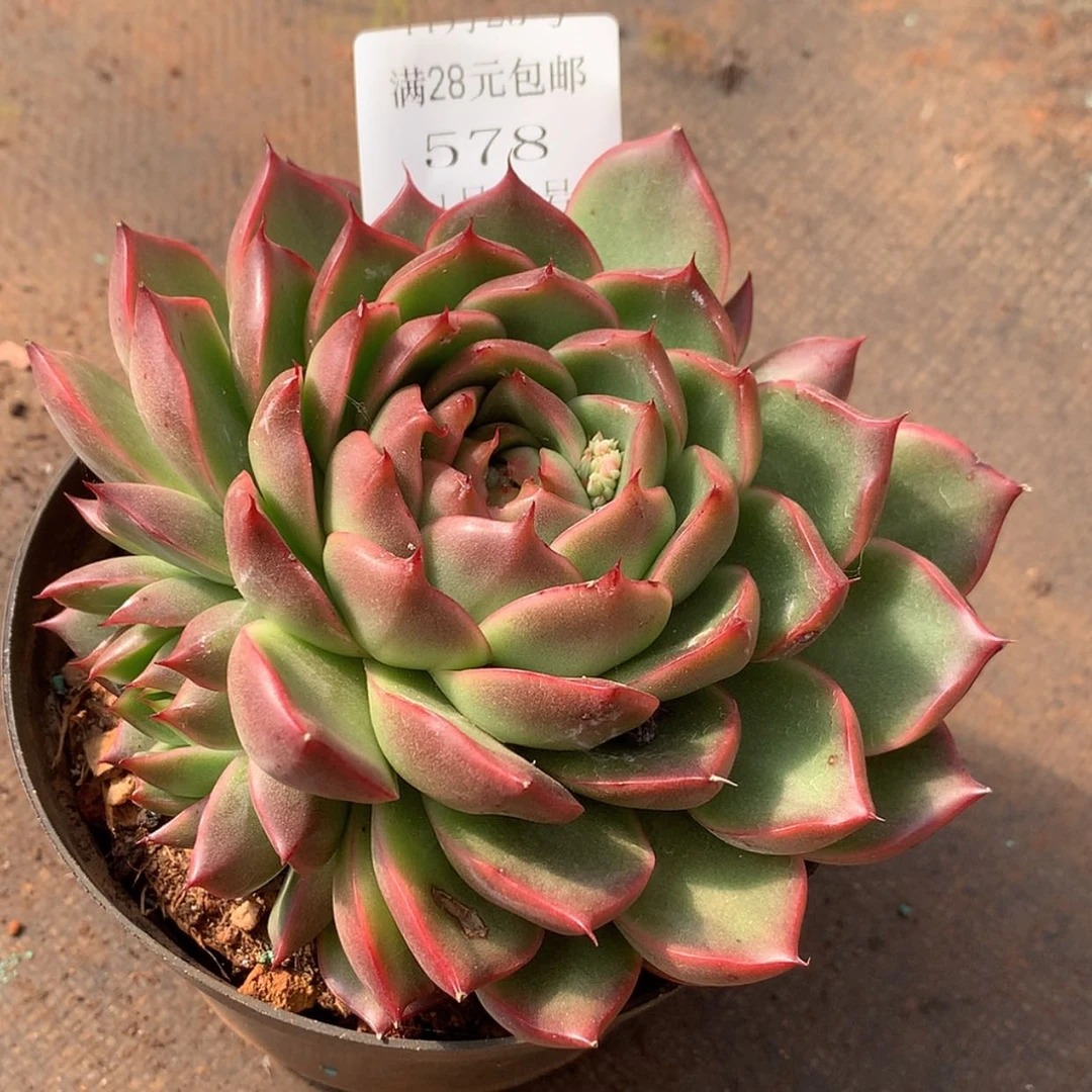 【闪购商品】云578号