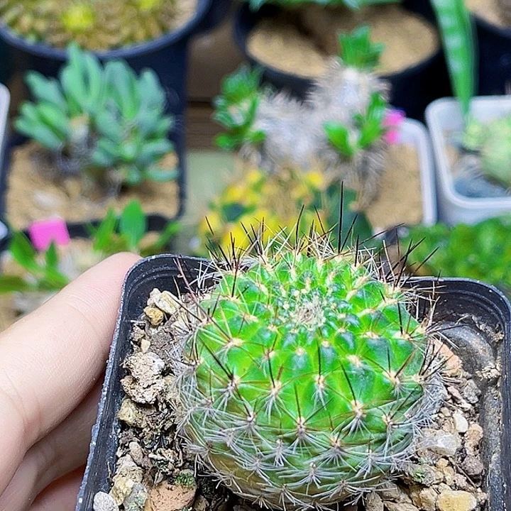 沟宝山实生球一颗