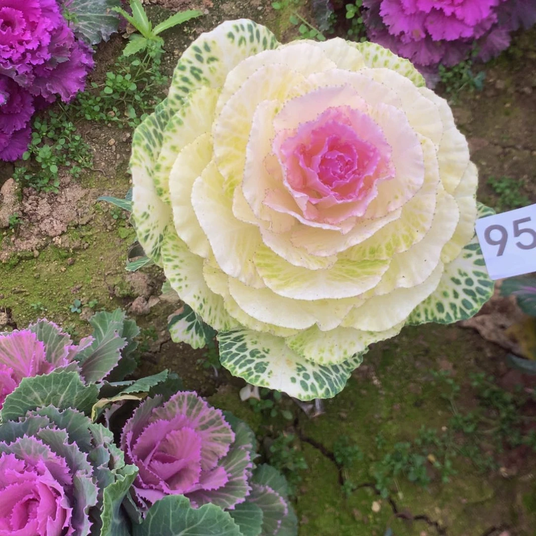 梅957甘蓝多肉植物