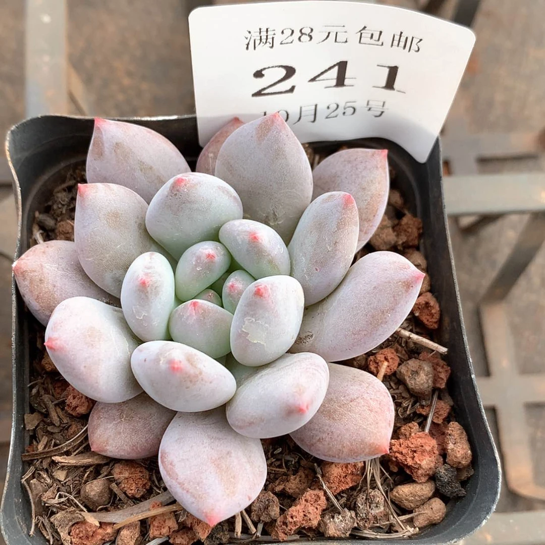 【闪购商品】云241号半夏