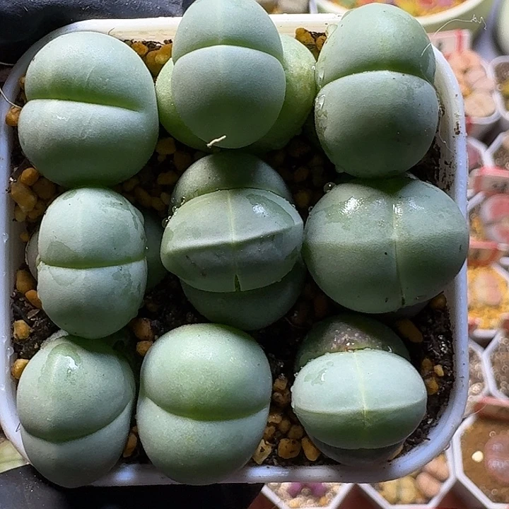 生石花1111111。   81