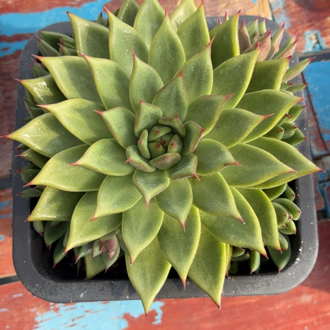 多肉植物一物一拍047