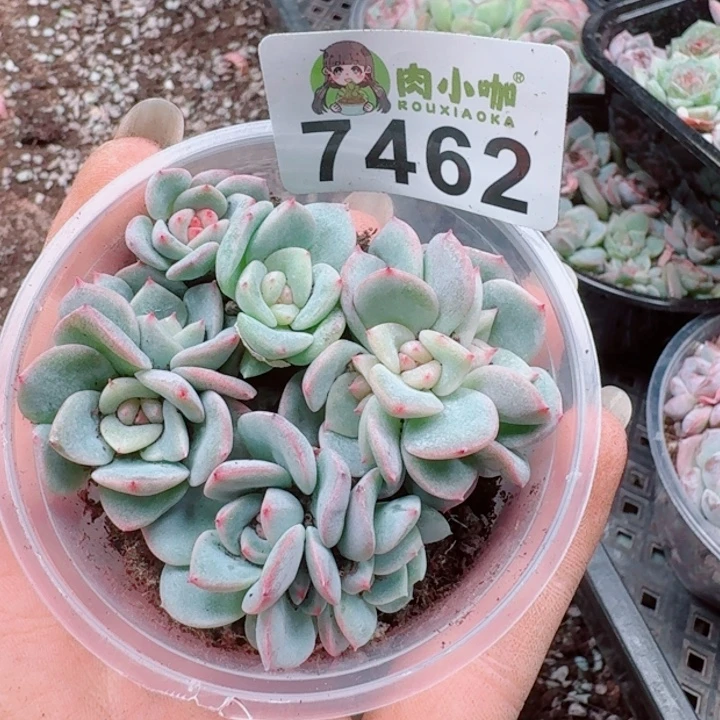 多肉植物多肉植物