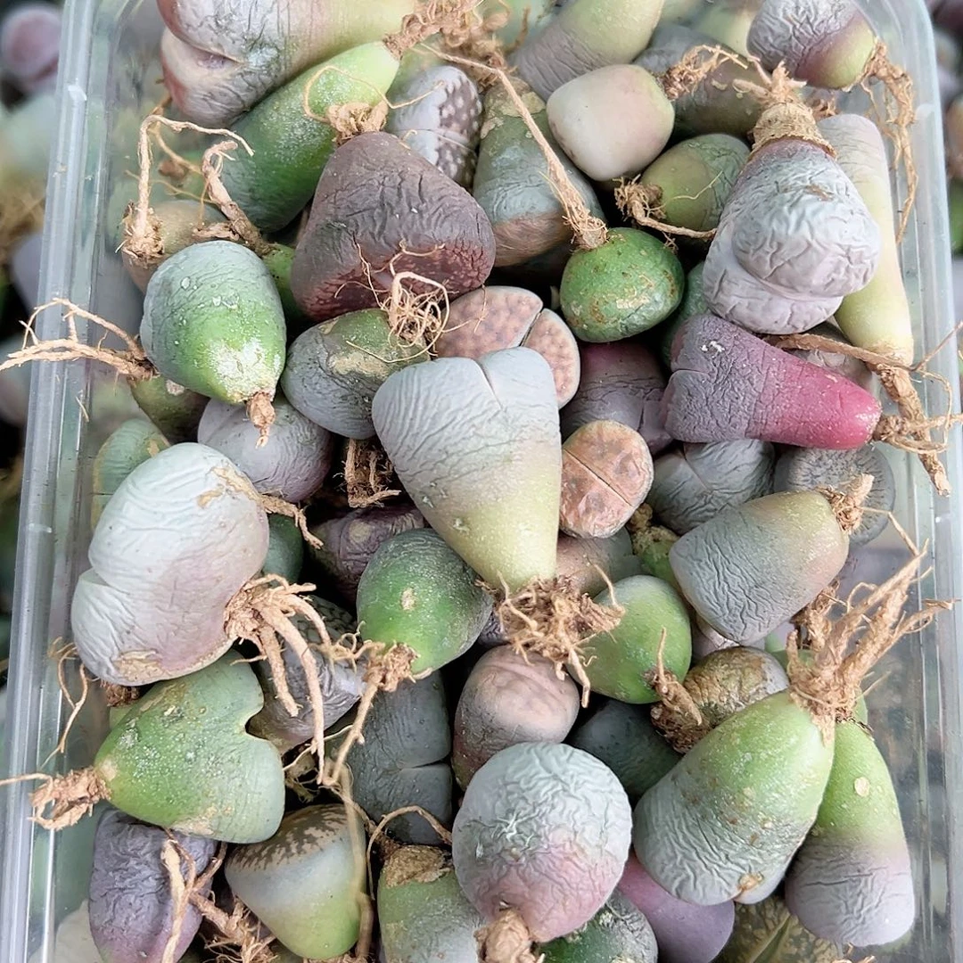 8422 好养易活生石花大母本110个有瑕疵如图特价处理