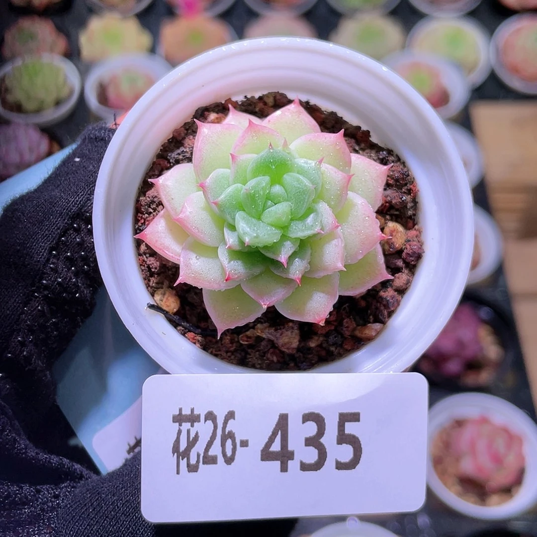 花利美26-435海王