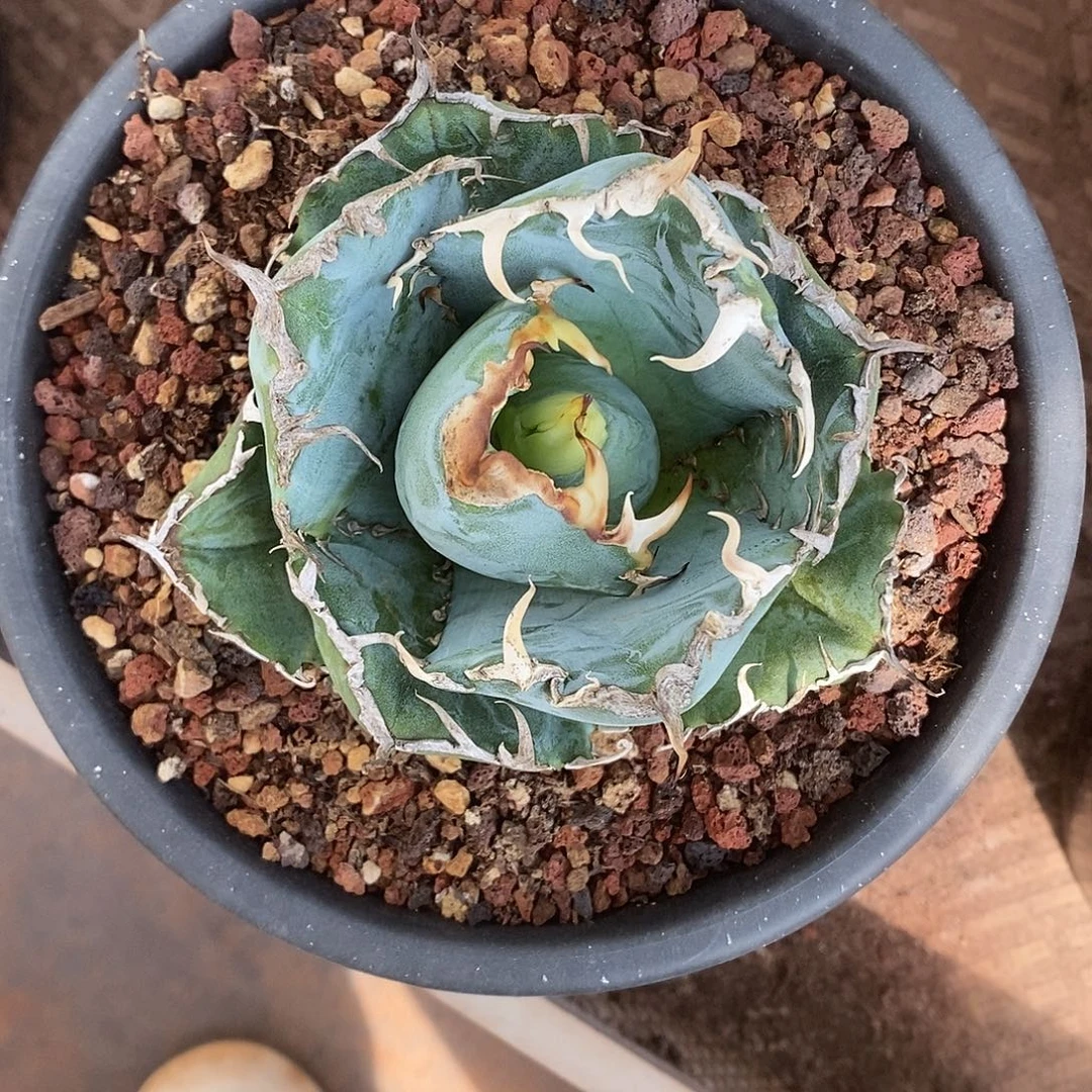 曼陀罗龙舌兰白鲸1