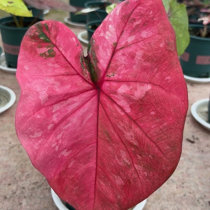 完全开放泰国彩叶芋47